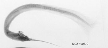 Media type: image; Ichthyology 100870